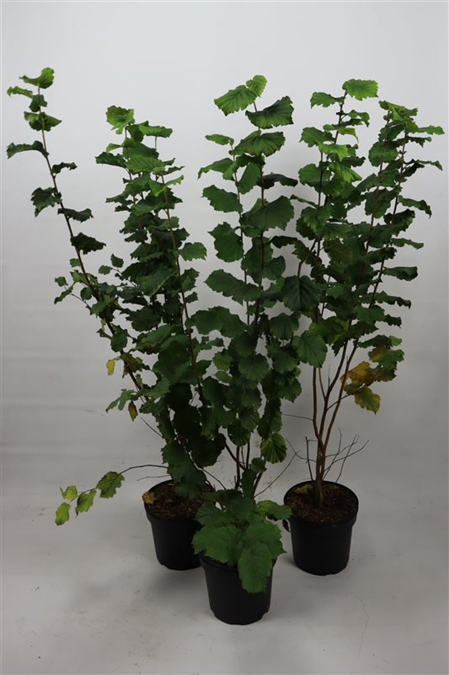 Corylus avellana - C7,5 125-150 CM